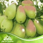 قیمت و خرید نهال گلابی پیرودوارف پایه رویشی Seedlings of Peridovarv pear vegetative base