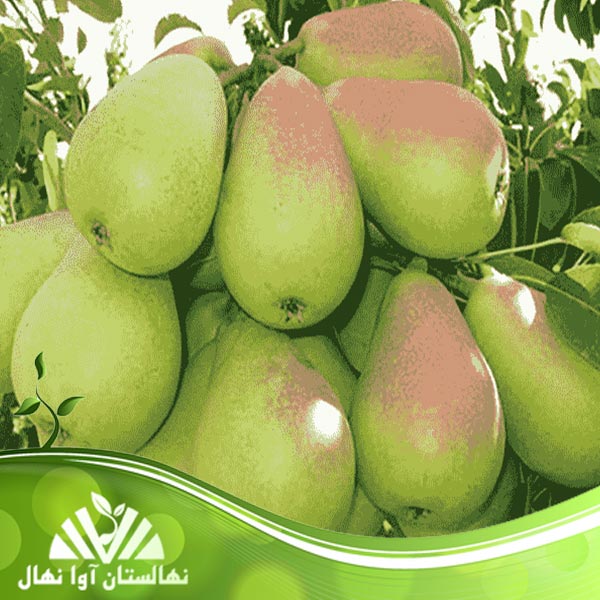 قیمت و خرید نهال گلابی پیرودوارف پایه رویشی Seedlings of Peridovarv pear vegetative base