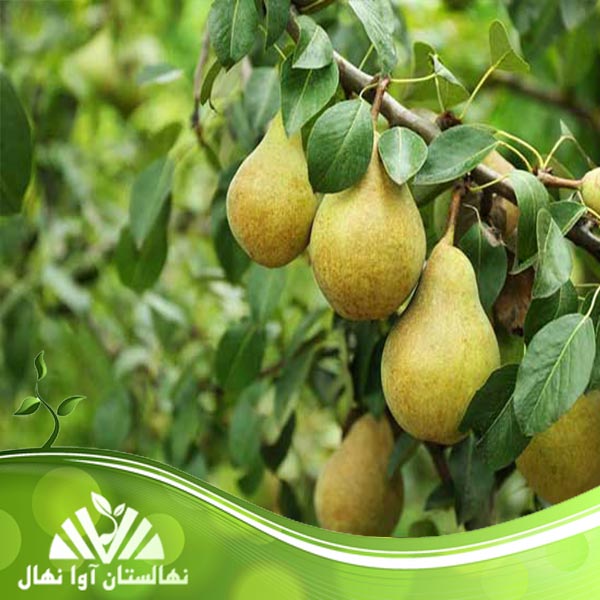 قیمت و خرید نهال گلابی کوشیا Koshia pear seedlings