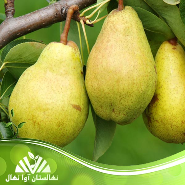 قیمت و خرید نهال گلابی درگزی Darghazi pear seedling