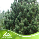 قیمت و خرید نهال کاج مشهد Mashhad pinus mugo