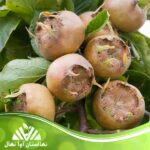 قیمت و خرید نهال ازگیل جنگلی Forest parsnip seedlings