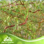 قیمت و خرید نهال بید فری salix matsudana