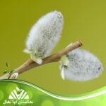 قیمت و خرید نهال بید مشک Birch seedling