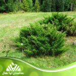 قیمت و خرید نهال جونی پروس Prussian Juni Seedling