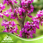قیمت و خرید نهال درخت ارغوان Purple tree sapling