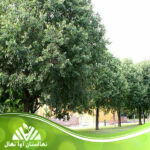 قیمت و خرید نهال درخت داغداغان Dagdaghan tree sapling