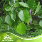 قیمت و خرید نهال درخت نارون Elm tree sapling