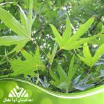 قیمت و خرید نهال درخت چنار Plantain tree sapling