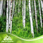 قیمت و خرید نهال درخت کبوده Blue tree sapling