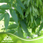 قیمت و خرید نهال زبان گنجشک Sparrow's tongue seedling