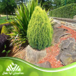 قیمت و خرید نهال سرو خمره ای Potted cedar seedlings