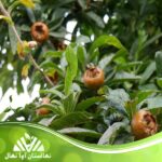 قیمت و خرید نهال ازگیل پیوندی Transplanted parsnip seedlings