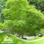 قیمت و خرید نهال افرا سبز Green maple sapling