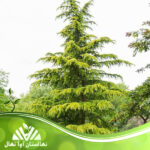 قیمت و خرید نهال سدروس دئودورا Seedling of Cedros deodora