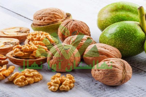 فواید گردو برای زنان (Benefits of walnuts for women)