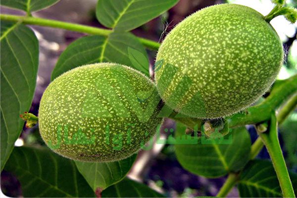 بهترین گردو در ایران (The best walnut in Iran)