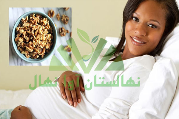 فواید گردو در بارداری (Benefits of walnuts in pregnancy)