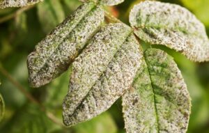 بیماری سفیدک پودری و زنگ پسته (Powdery mildew and pistachio rust)