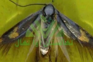 آفت پروانه چوب‌خوار درخت پسته (Pistachio wood-eating butterfly pest)