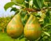راز نگهداری و کاشت نهال گلابی (maintaining and planting pear seedlings)