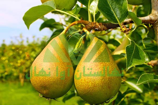 راز نگهداری و کاشت نهال گلابی (maintaining and planting pear seedlings)