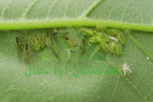 آفت شته درخت پسته (Pistachio tree aphid pest)