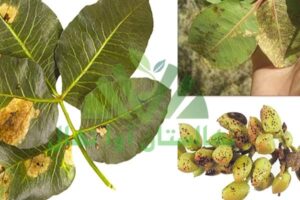 بیماری زنگ پسته (Pistachio rust disease)