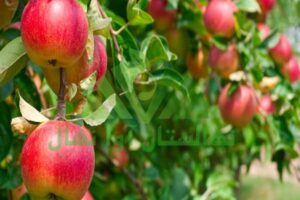 عوامل موثر بر سال آوری درختان (Factors affecting the aging of trees)