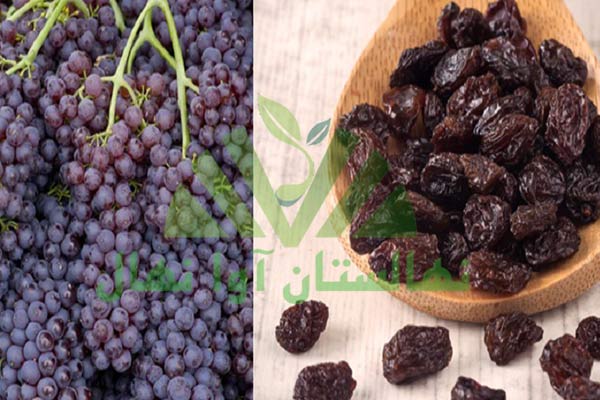 فواید مویز برای بدن (Benefits of raisins for the body)