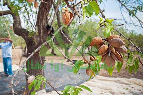هرس باردهی درخت بادام (Almond tree fruiting pruning)