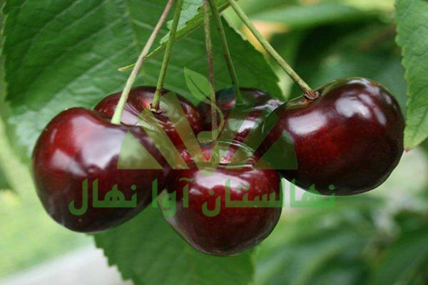 4 فاکتور اصلی کاشت نهال گیلاس (cherry seedlings)