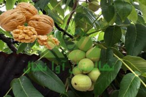 تفاوت نهال گردو بذری با پیوندی