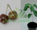 کاشت نهال گیلاس از طریق بذر (cherry seedlings)