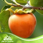 نهال خرمالو سیبی