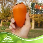 قیمت و خرید آنلاین نهال خرمالو موزی (Banana persimmon seedling)
