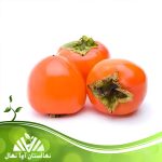 قیمت و خرید آنلاین نهال خرمالو ارموند (Ermond persimmon seedling)
