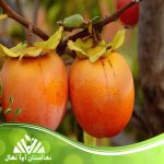قیمت و خرید آنلاین نهال خرمالو گریت وال (Great wall persimmon seedling)