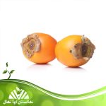 قیمت و خرید آنلاین نهال خرمالو ایورکا (Iorka persimmon seedling)