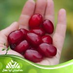 قیمت و خرید آنلاین نهال زغال اخته محلی (Local cornelian cherry seedlings)
