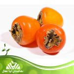نهال خرمالو تاباتا