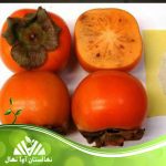 نهال خرمالو تریومف