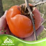 نهال خرمالو سایی جو