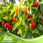 نهال خرمالو پایه کوتاه