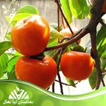 نهال خرمالو گوجه ای ایرانی