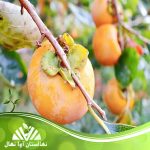 نهال خرمالو یوتسومیزو