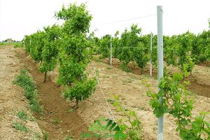 احداث باغ انگور به روش داربستی