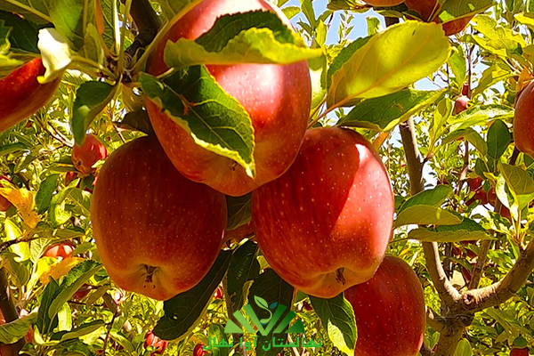 تفاوت میزان باردهی سیب پیوندی و بذری