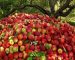 روش های افزایش باردهی درخت سیب