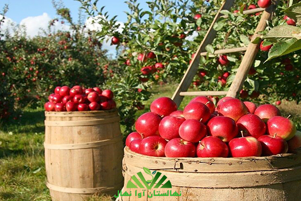 میزان باردهی درخت سیب